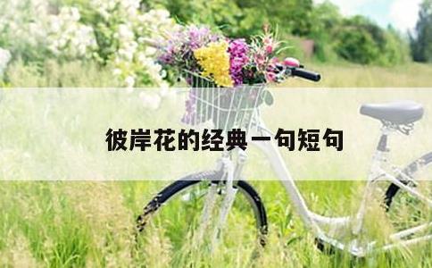 彼岸花的经典一句短句