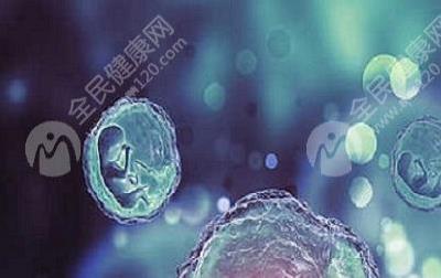 囊胚移植成功率受很多因素影响，女性年龄是首要因素