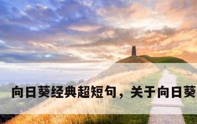 向日葵经典超短句，关于向日葵的花语