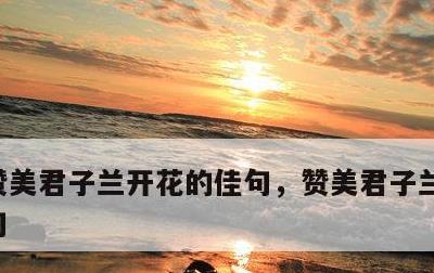 赞美君子兰开花的佳句，赞美君子兰开花的佳句