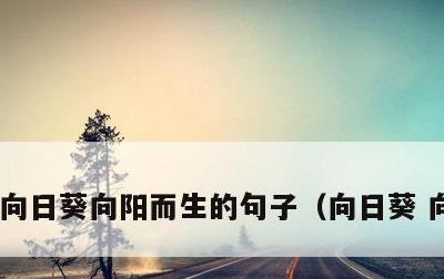 向日葵向阳而生的句子，向日葵 向阳而生